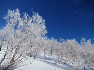 青空と霧氷の木々