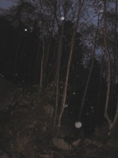 暗闇の森