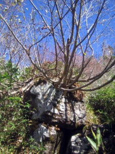 大岩から木が生えている