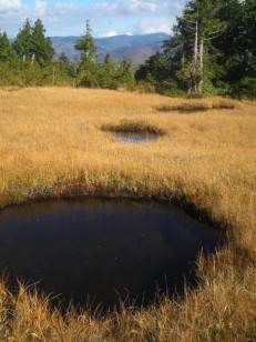 池塘が点在する湿原