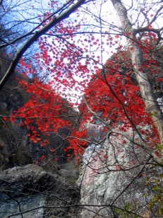 岩場の紅葉