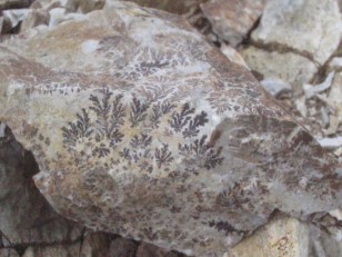 砕石岩には植物の化石が多く観察される　